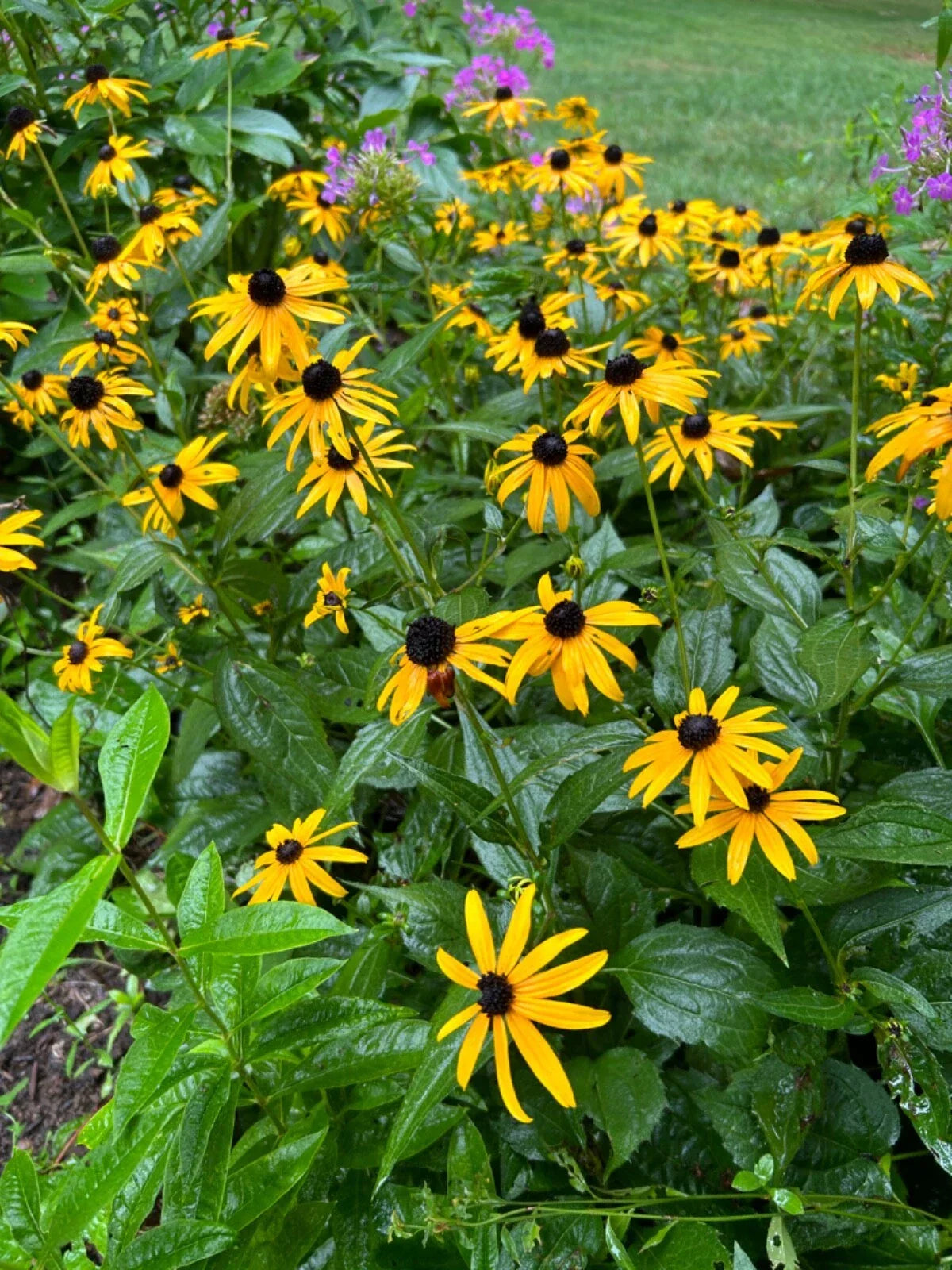 Black-Eyed Susan Plants - 12 Bare Root Plugs - Organic Flowering Perennial - Rudbeckia hirta - Yellow Flowers