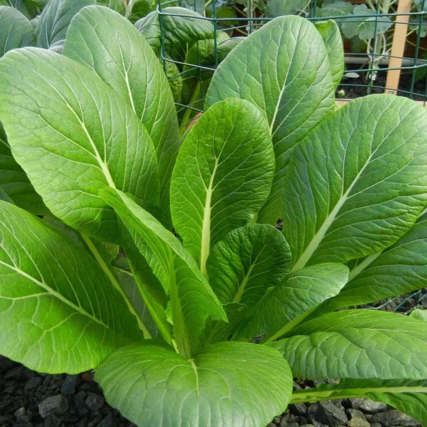 Komatsuna Mustard Spinach Seeds - 500+ Count - Brassica rapa - Non-GMO Asian Green for Garden Planting in USA