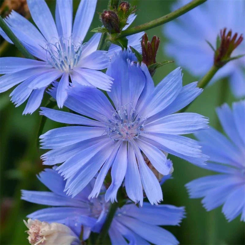 Chicory Seeds 300+ Non-GMO Blue Dandelion Cichorium Intybus - USA Grown, Ideal for Home Gardening & Landscaping