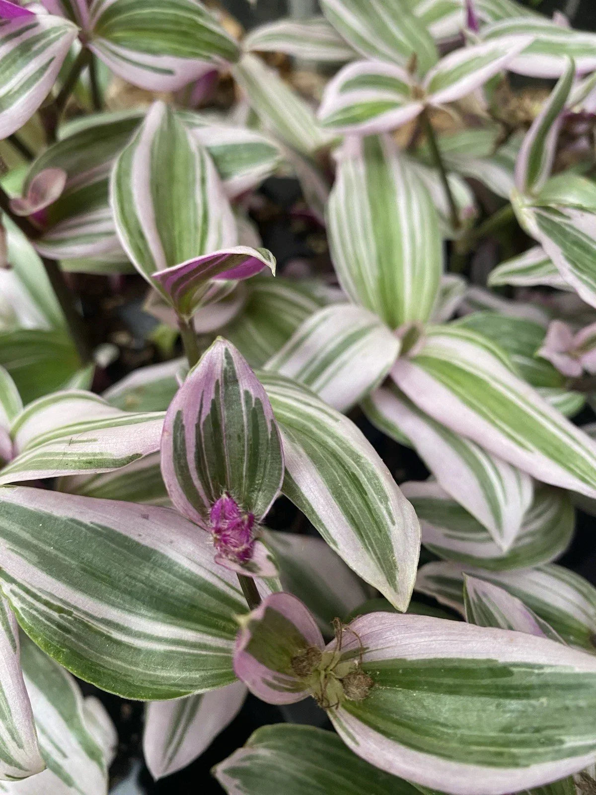 Tradescantia Nanouk Live Houseplant Cuttings - 2 Rooted Cuttings - Colorful Variegated Foliage - Tradescantia albiflora 'Nanouk'