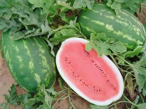 Allsweet Watermelon Seeds - 50+ Pack - Citrullus lanatus - Non-GMO, USA Origin, Ideal for Home Gardens