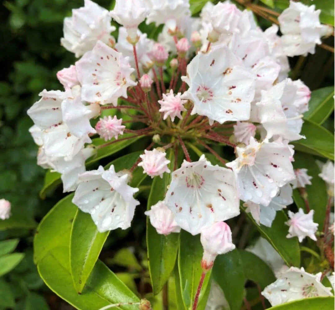 Live White Mountain Laurel Plant - 1 Ft Bare Root - Kalmia latifolia - All Natural with White Blooms - Drought-Resistant