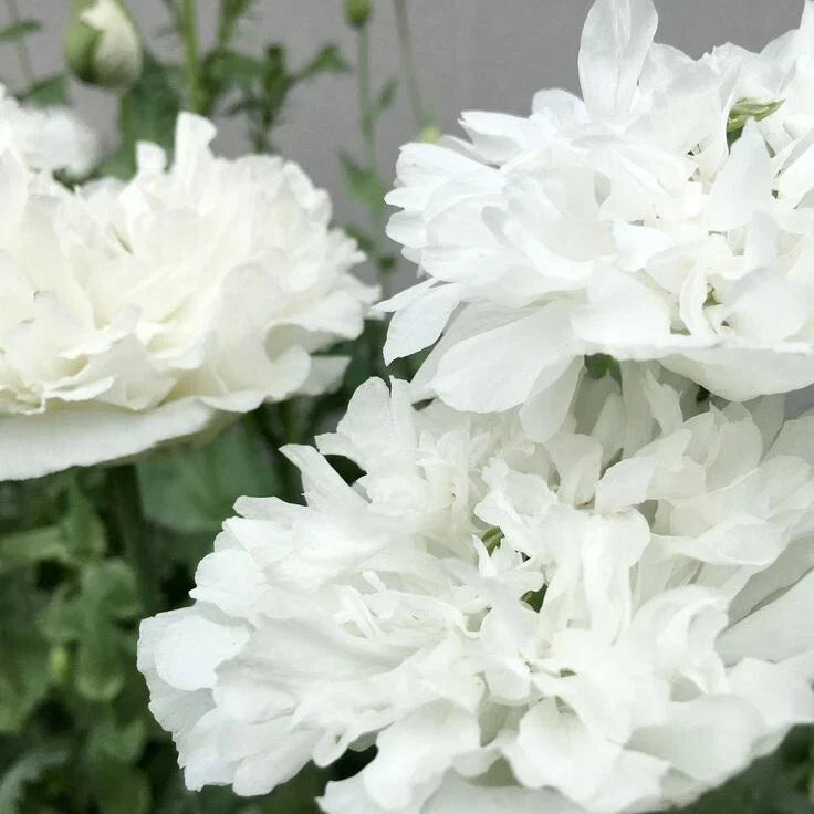 White Cloud Poppy Seeds - 200+ Pack - Papaver somniferum - USA Grown, Non-GMO, Easy to Grow for Garden Planting