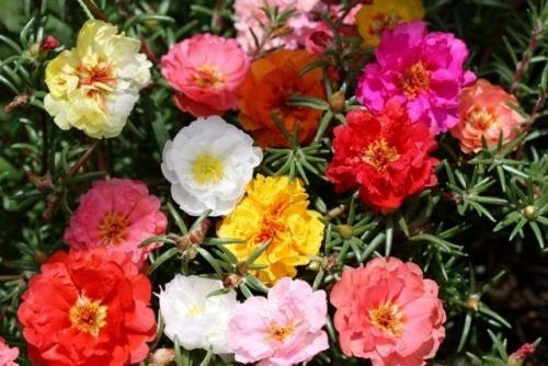 Moss Rose Seeds - 1000 Seeds Double Mix - Vibrant Portulaca grandiflora - Drought-Tolerant & Low-Maintenance Garden Flowers