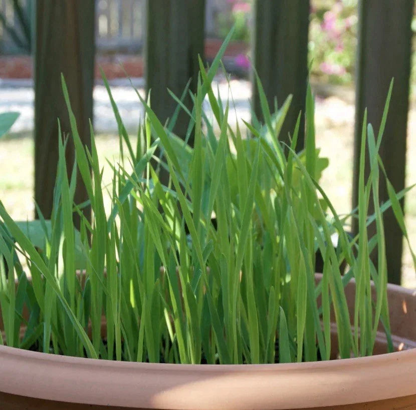 Cat Grass Seeds 100+ Pack | Crested Wheat Grass | Pet Safe Indoor Plant | Triticum aestivum Seeds for Cats
