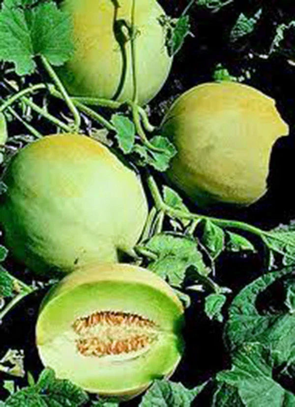 Honey Dew Melon Seeds - 25+ Heirloom Seeds, Sweet Green Variety, Cucumis melo - Non-GMO for Home Gardening