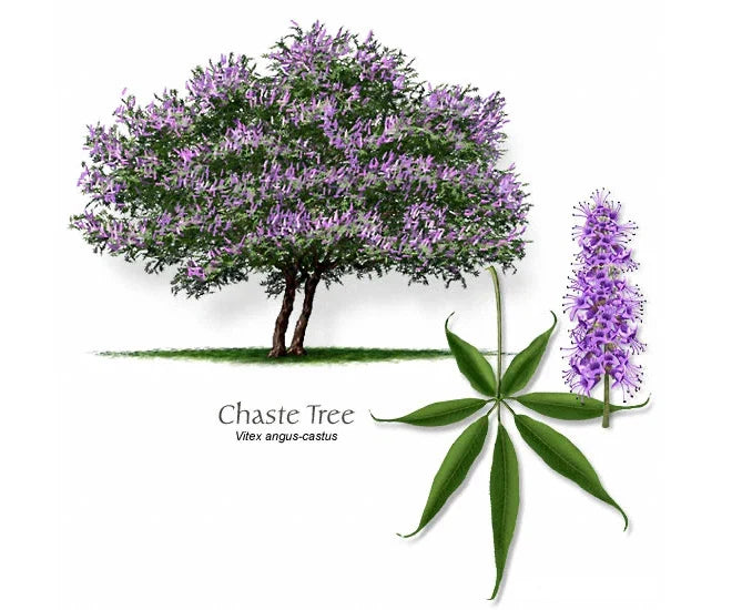 12 Thin Cuttings of Blue-Purple Chaste Tree (Vitex agnus-castus) for Rooting and Grafting - Perfect for Garden Enthusiasts