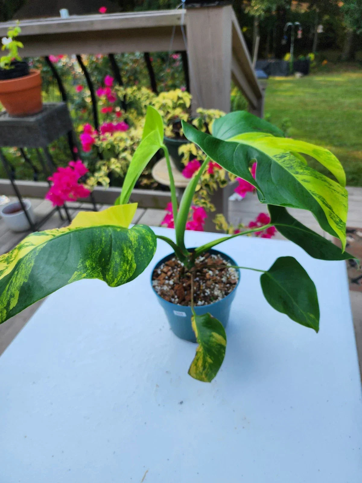 Monstera Aurea Plant 6-Inch Pot Golden Variegated Leaves Monstera Deliciosa 'Aurea' Tropical Houseplant