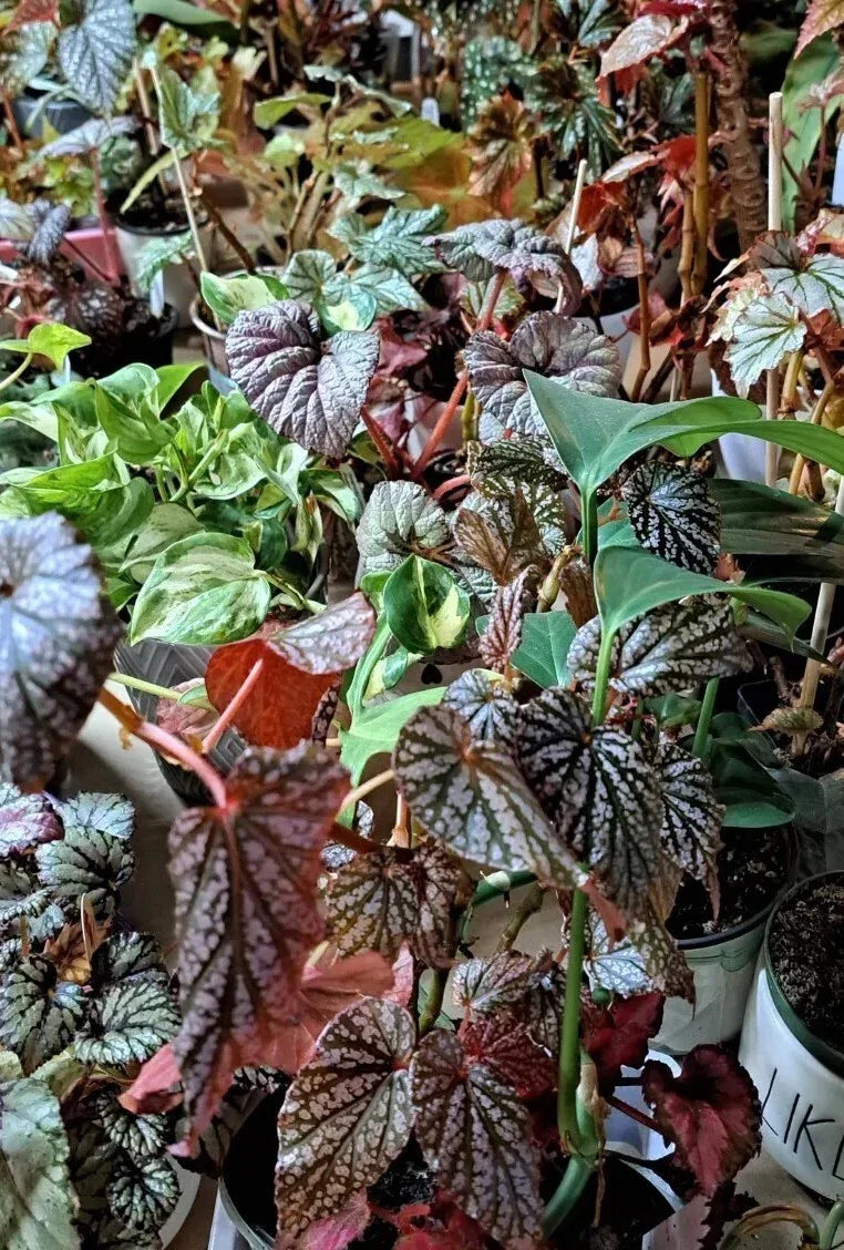 Mystery House Plant Cuttings Bouquet - Assorted Varieties - Ideal for Plant Lovers - Various Species for Indoor Gardening