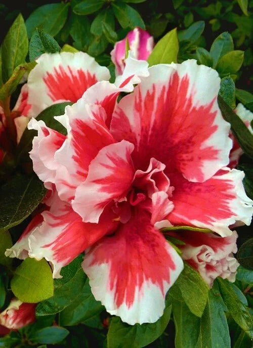 Azalea Starter Plant 4-Inch Mardi Gras Red & White Bi-Color Rhododendron spp. Deciduous Garden Flower