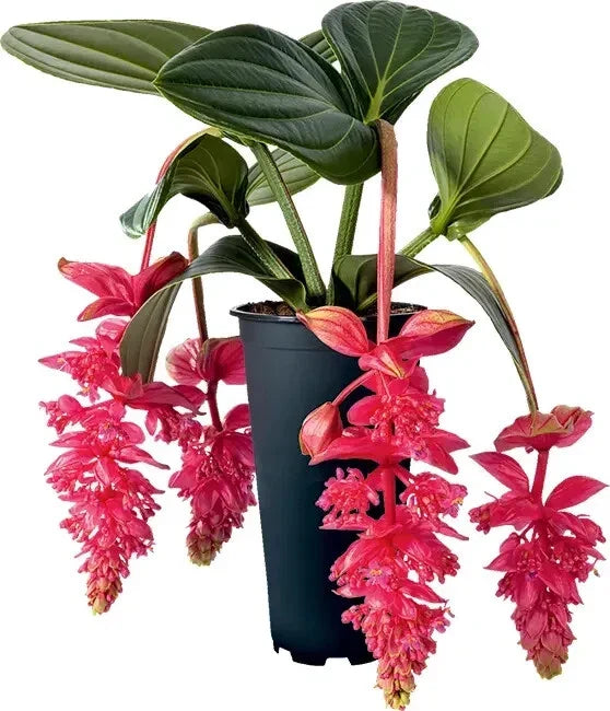Royal Intenz Magnifica Medinilla Plant Starter - Rare Live Well-Rooted Houseplant - Exotic Pink Blooms - Medinilla magnifica
