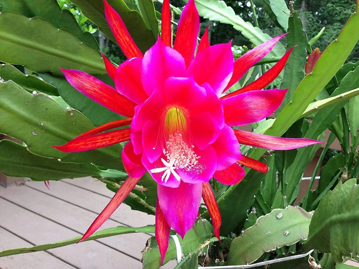 Rosy Swirl Orchid Cactus Cuttings - 2 Cuttings + Free Small Cutting - Epiphyllum - Indoor Gardening Plant Decor