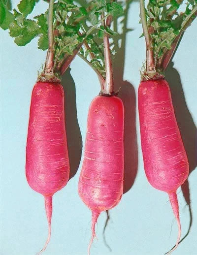 Pink Summercicle Radish Seeds - 200 Non-GMO Vegetable Seeds for Home Gardening - Raphanus sativus
