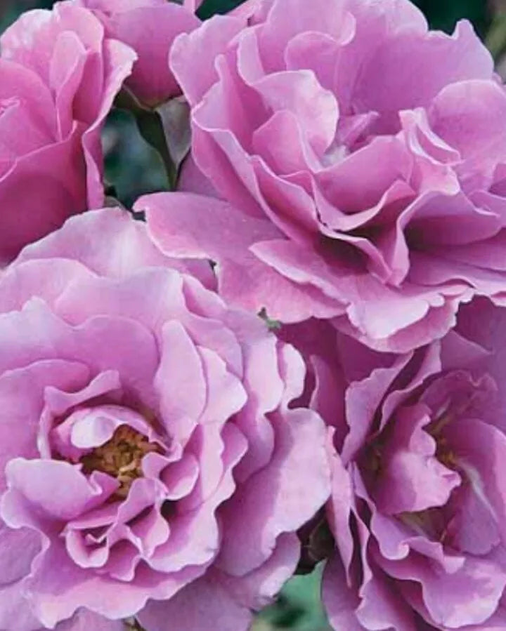 Angel Face Rose Cuttings - 5 Unrooted Cuttings - Lavender-Pink Hybrid Tea Rose - Rosa 'Angel Face'