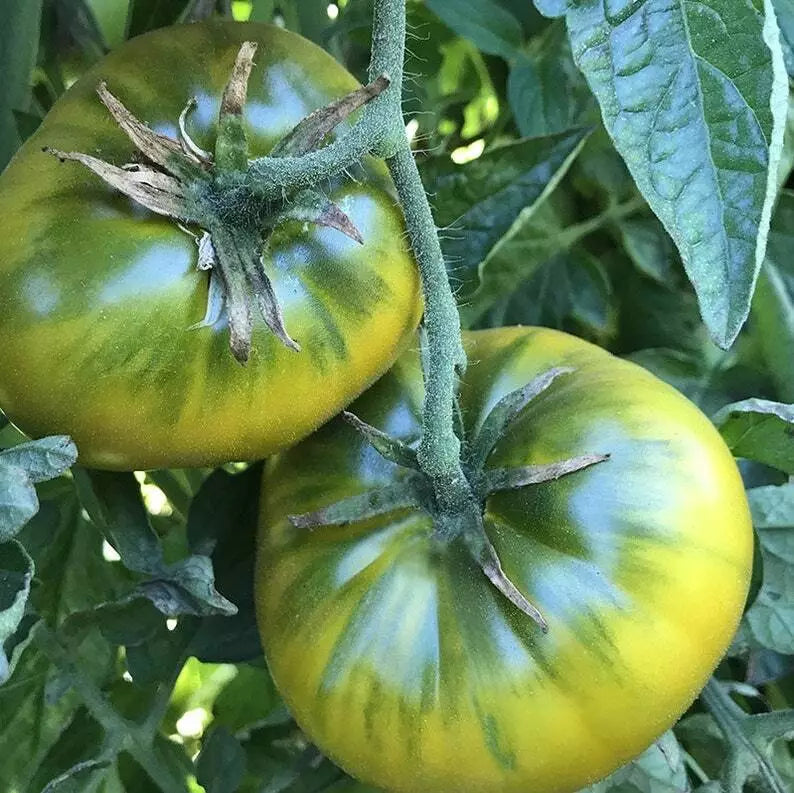 Green Cherokee Tomato Seeds 50 Ct Heirloom Non-GMO Indeterminate Vegetable (Solanum lycopersicum) for Home Gardening