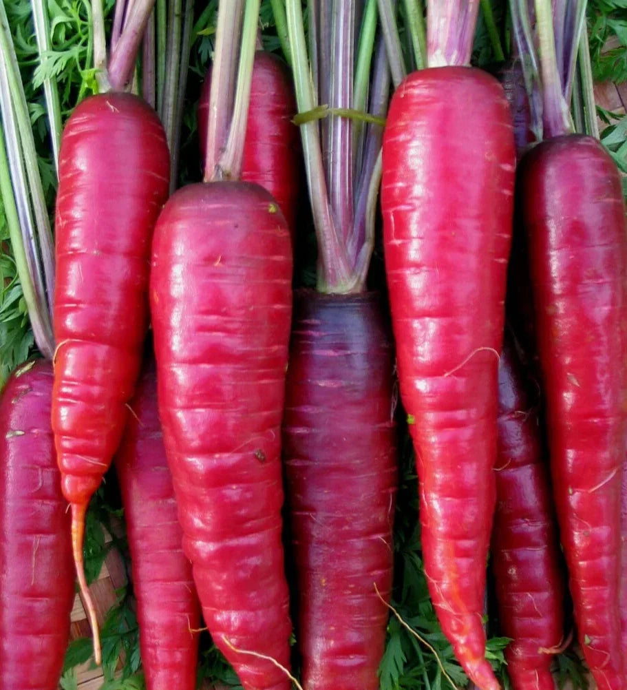 Purple Carrot Seeds 500+ "Cosmic" Non-GMO Daucus carota for Vegetable Garden - Unique Colorful Produce