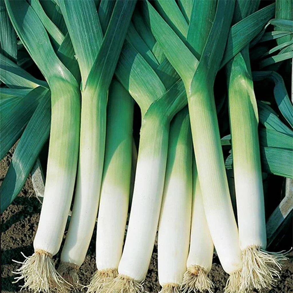 Heirloom Leek Seeds 200+ Non-GMO American Flag Allium ampeloprasum for Vegetable Garden - Free Shipping