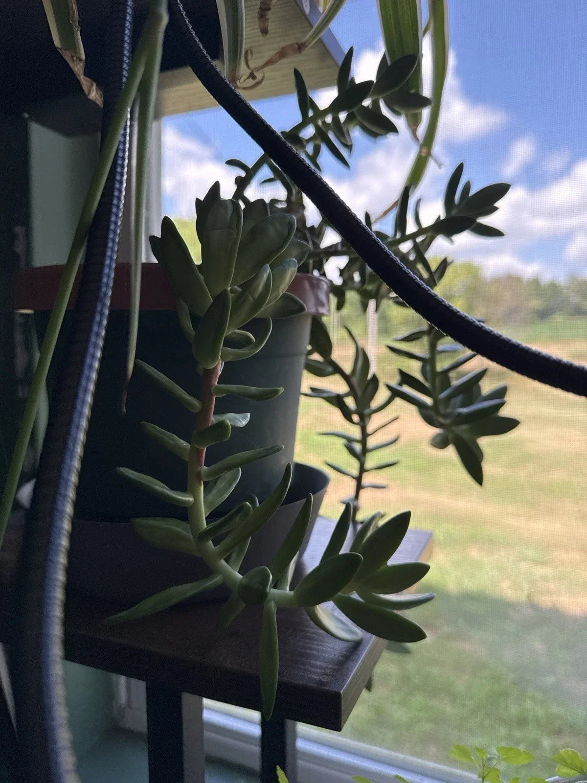 Succulent Leaves for Propagation - Pack of 4 Varieties - Ideal for DIY Projects - Various Species
