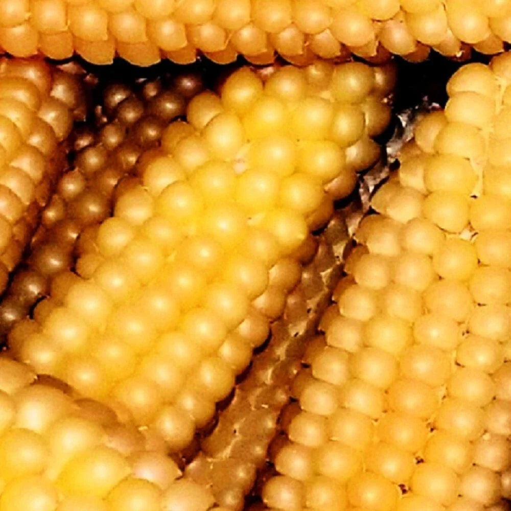 Heirloom Popcorn Seeds - Hulless Japanese Variety - Zea mays everta - Gourmet Garden Seeds for Home Growing