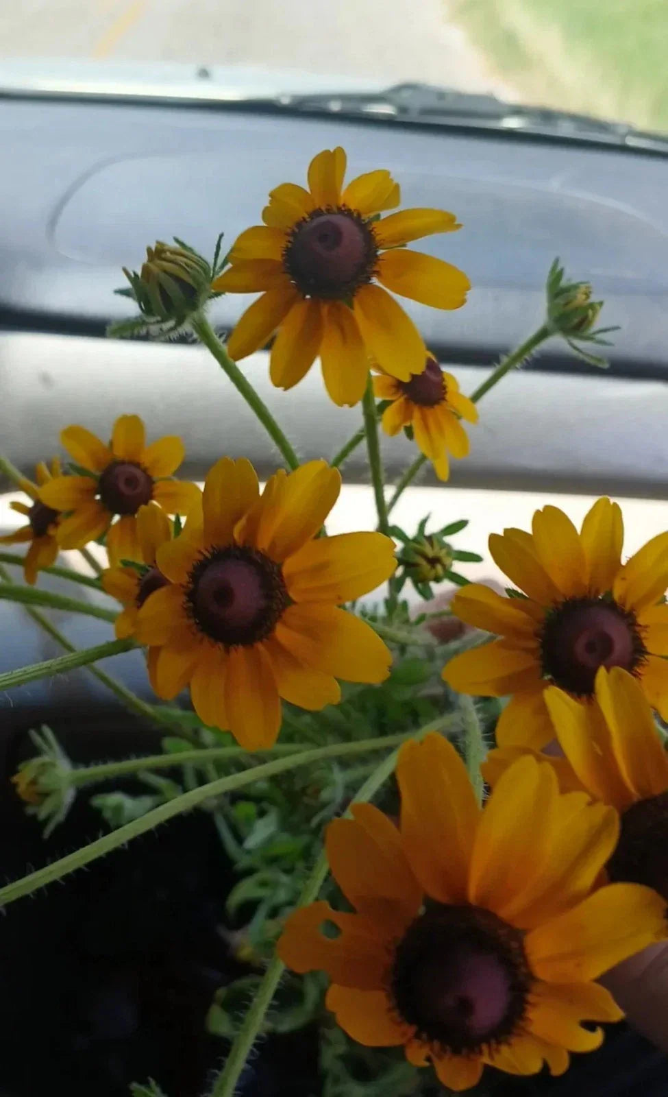 Black-Eyed Susan Rooted Cluster - Rudbeckia hirta - Rare Native Wildflower from Southern Alabama - 1 Per Order