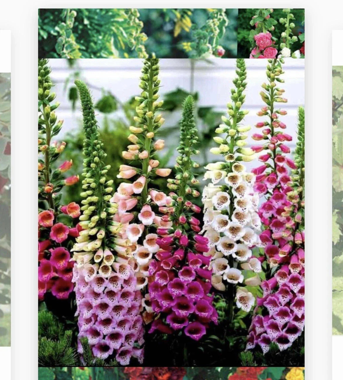 Foxglove Seeds - 1000+ Heirloom Non-GMO Seeds - Digitalis purpurea - Vibrant Blooms for Cottage Gardens