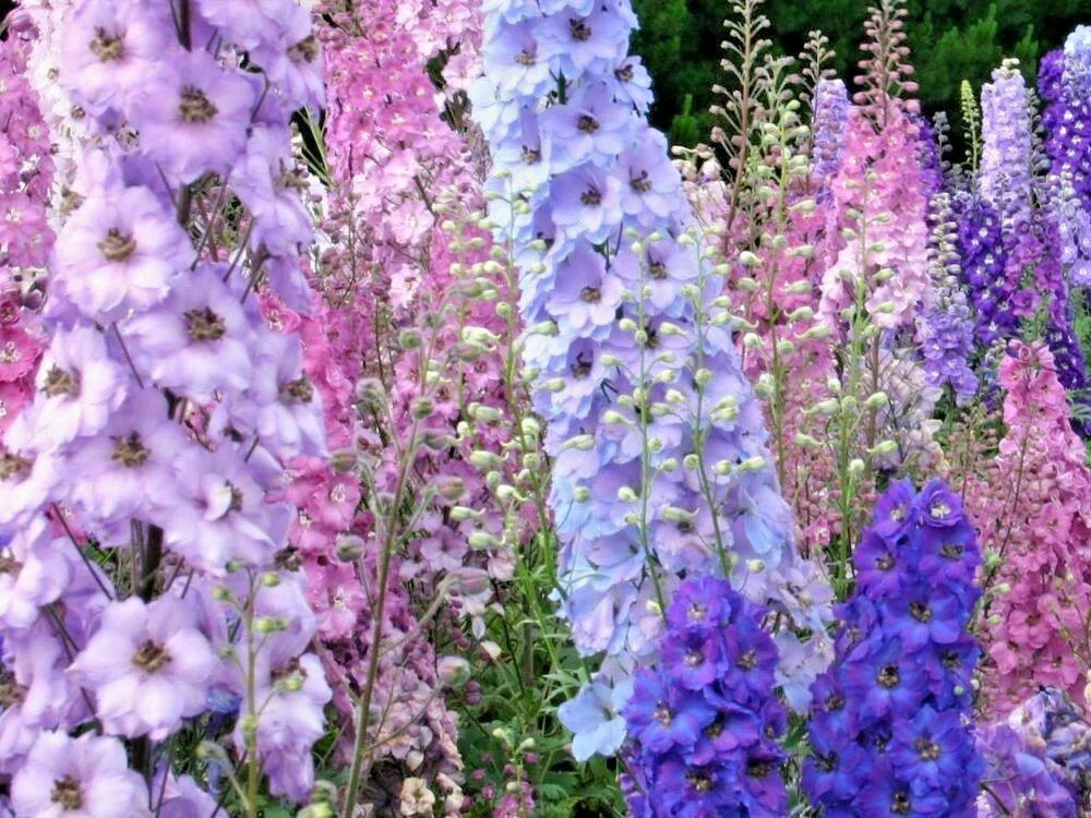 Larkspur Seeds - 600+ Imperial Mix - Delphinium ajacis - Pollinator-Friendly Wildflowers for Cut Flowers