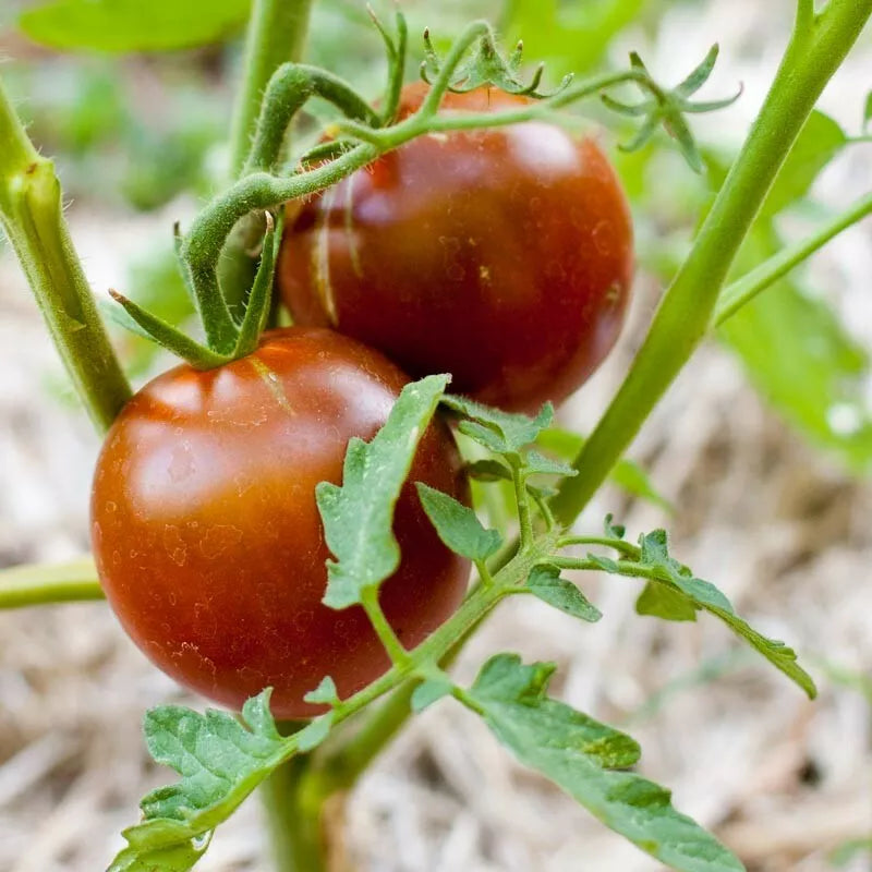 Black Prince Tomato Seeds, 30 Non-GMO Heirloom Seeds, Lycopersicon esculentum, Rich Flavor for Home Gardening