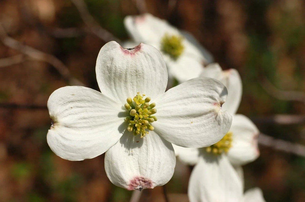 White Flowering Dogwood Seeds, 10 Count, Cornus florida Northern, Ideal for Gardens and Landscaping