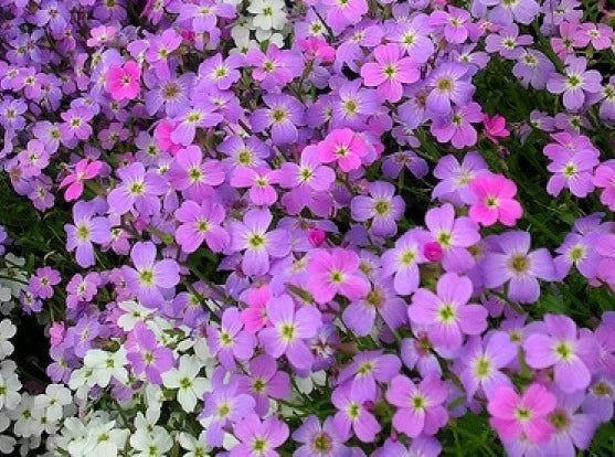 Virginia Stock Seeds 100 Count - Lilac & White Flowers - Matthiola incana - Non-GMO, Easy to Grow, Attracts Pollinators