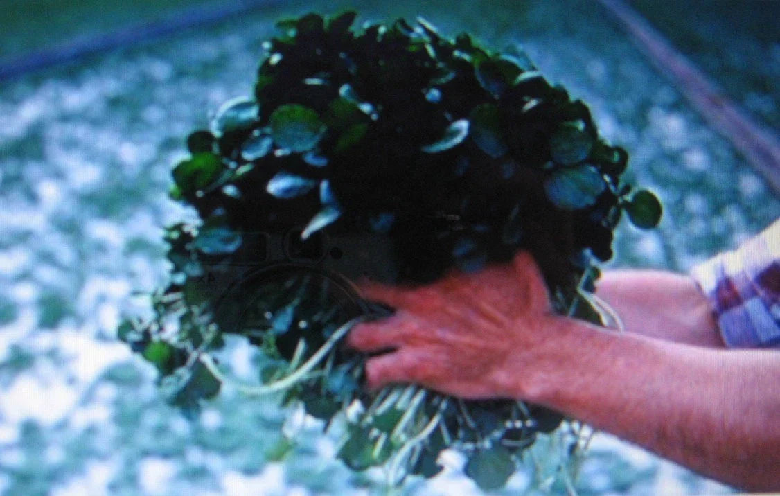 Watercress Seeds - 100 Pack - Nutrient-Rich Aquatic Herb - Nasturtium officinale - Ideal for Salads & Garnishes