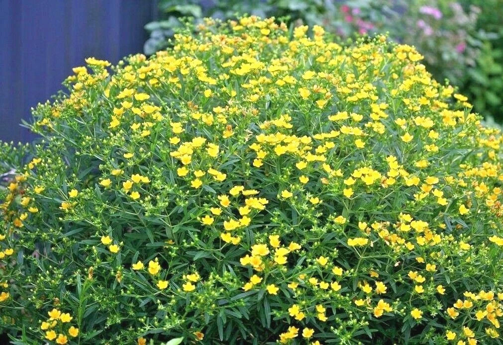 Great St. John's Wort Seeds - 501+ Seeds - Native Wildflower - Medicinal Herb - Hypericum perforatum - Perennial