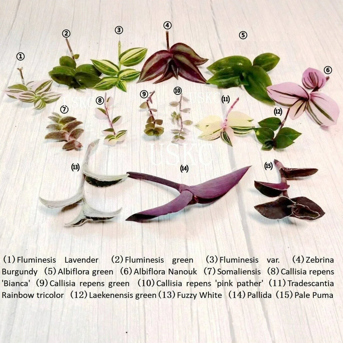 Fresh Green Leave Cuttings for Propagation - Ideal for Gardening - Various Species - Eco-Friendly Plant Connection