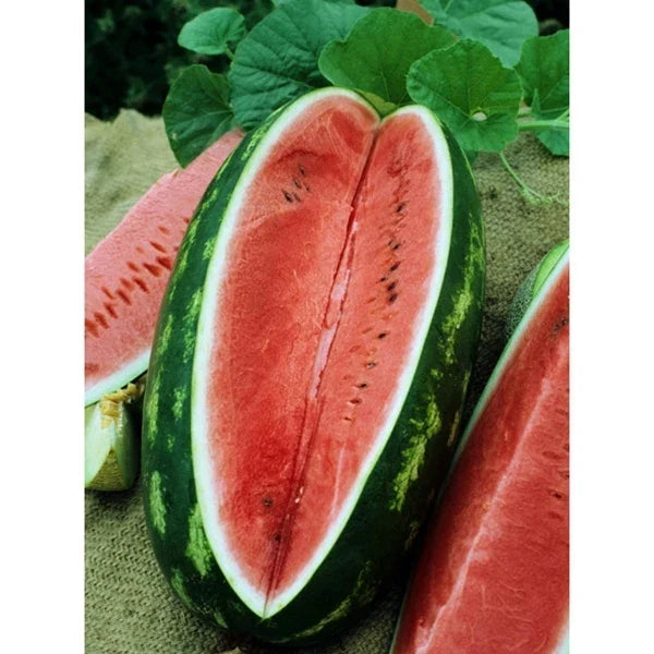 Watermelon Seeds - 30 Pack - Allsweet Variety - Citrullus lanatus - GroCo USA - Sweet Juicy Fruit for Home Gardening