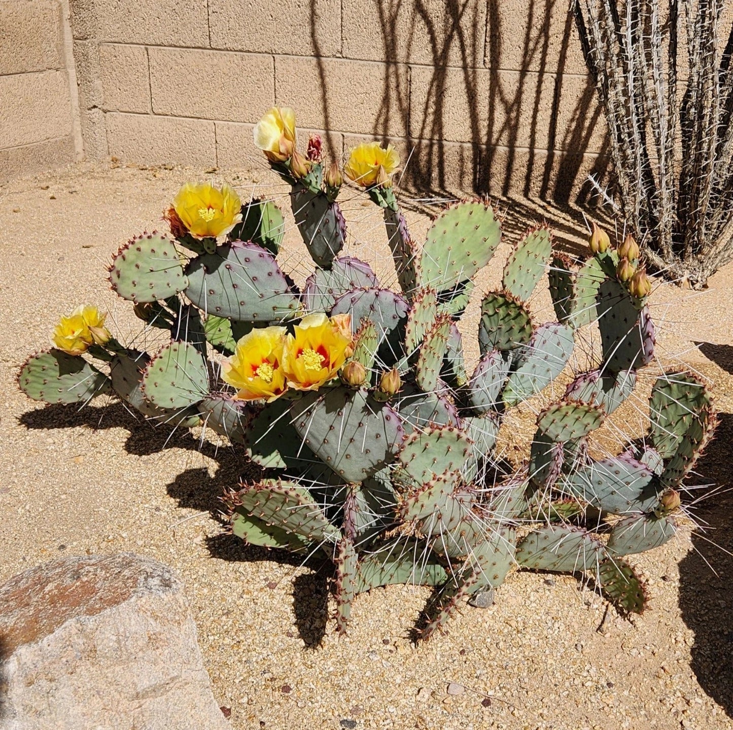 Live Cactus Cutting Pad - Opuntia Macrocentra Black Spine Prickly Pear - Succulent for Indoor Garden Decor