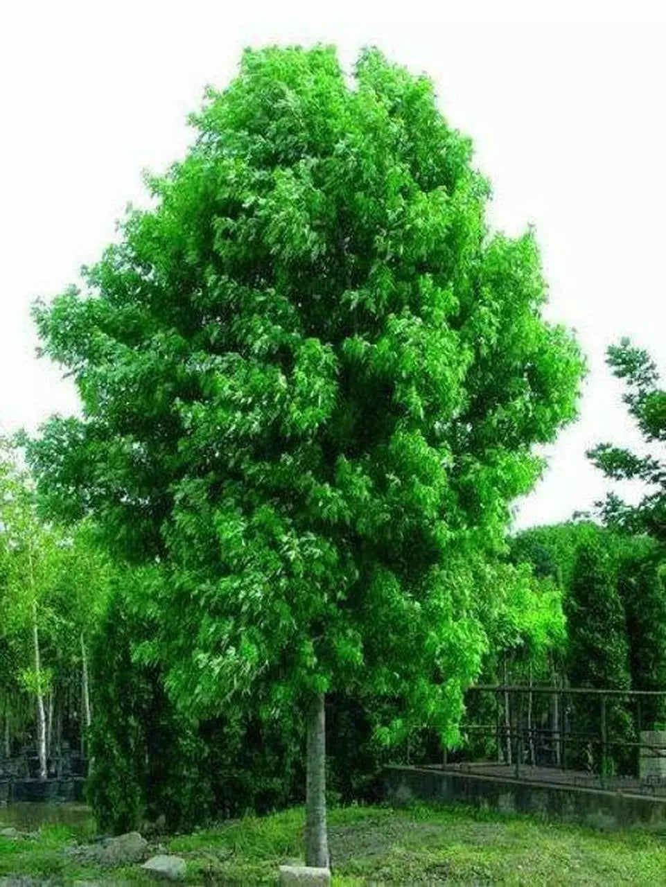 Silver Maple Tree Live Starter Plant 6-12 Inches Acer saccharinum Bare Root Freshly Dug for Landscaping and Shade