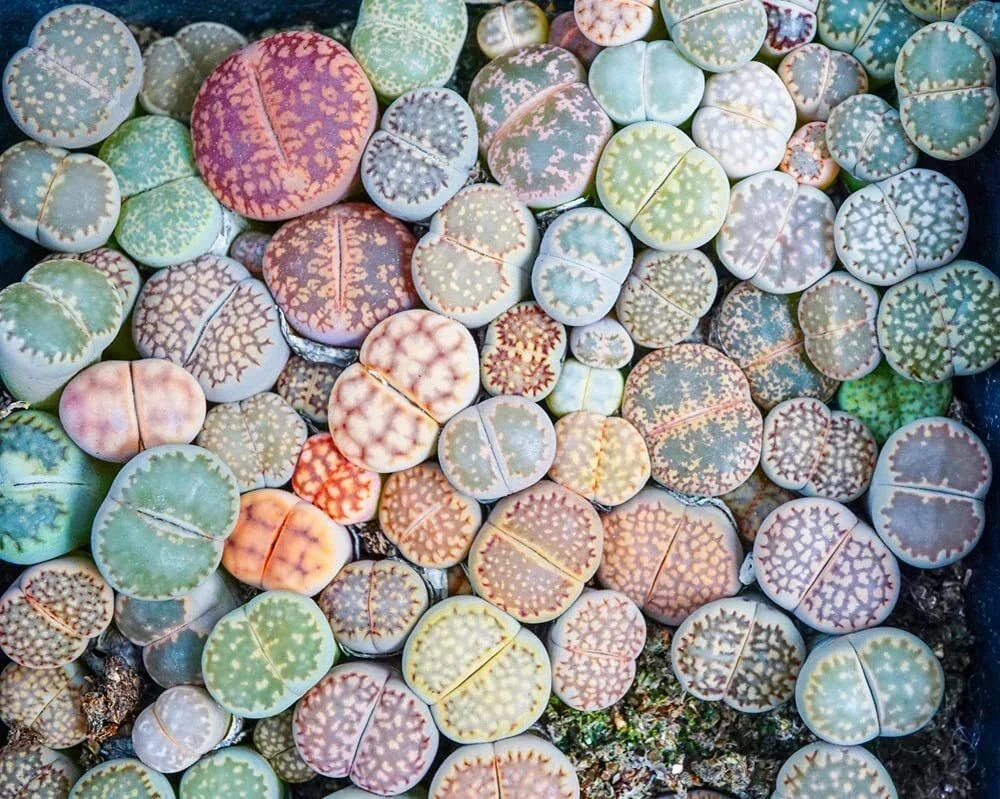 Lithops Seeds - 50 Mixed Varieties - Living Stones Succulent Seeds - Lithops spp. - Easy Care for Indoor Gardens