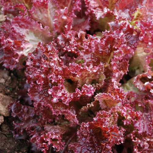 Lettuce Seeds 250 Count - Lolla Rosa Red Leaf - Non-GMO - Lactuca sativa - Ideal for Container Gardening & Raised Beds
