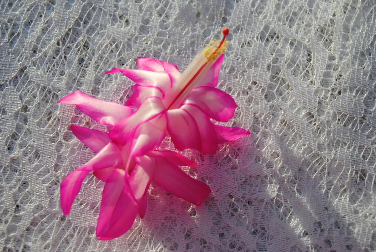 Christmas Cactus Starter Plant - Fairy Queen - Well-Rooted Schlumbergera Truncata - Indoor Garden Gift