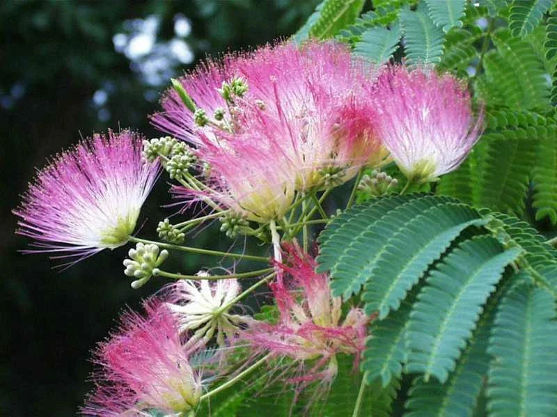 Live Mimosa Tree Seedlings 1-2' Pink Flowers Albizia julibrissin Fragrant Bare Root for Garden and Landscaping