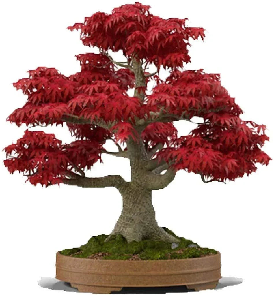 Bonsai Tree Seeds - 20+ Seeds - Japanese Red Maple - Acer palmatum - Ideal for Bonsai Cultivation and Miniature Landscapes