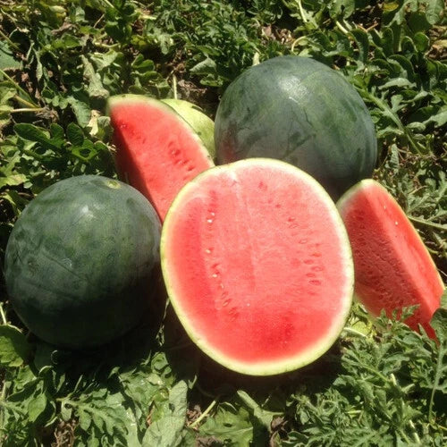 Belmont Watermelon Seeds - 50+ Pack - Citrullus lanatus - Non-GMO, USA Grown for Home Gardening, Sweet Summer Harvest