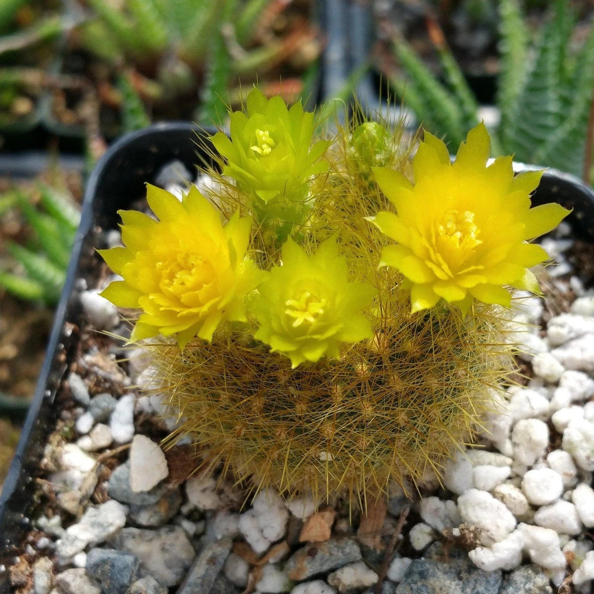 Notocactus Graessneri Flaviflorus Cactus Plant | Live Succulent with Yellow Flowers | Golden Barrel Cactus
