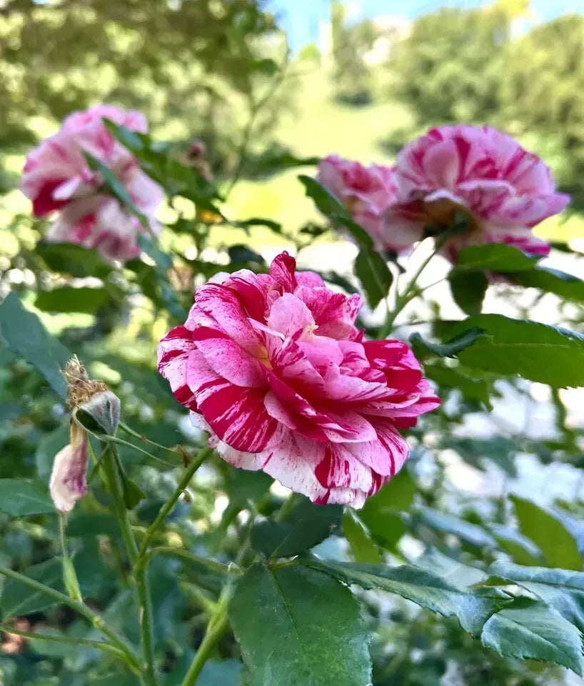 Henri Matisse Rose Cuttings - 5 Intense Fragrance Planting Cuttings - Rosa 'Henri Matisse' - USA