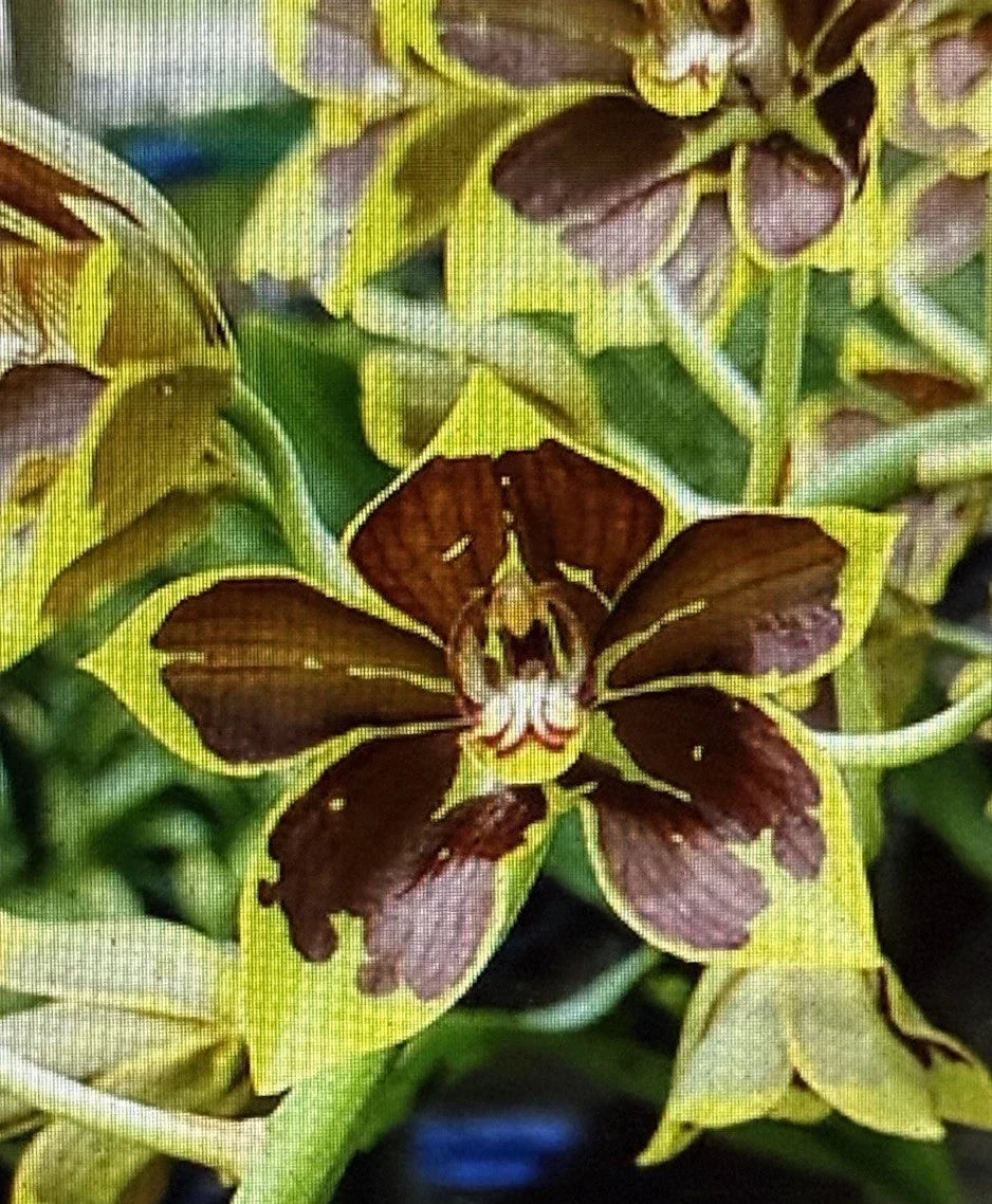Small Rooted Orchid Bulb - Bare Root - Orchidaceae - Perfect for Repotting, Indoor/Outdoor Gardening, Vibrant Blooms