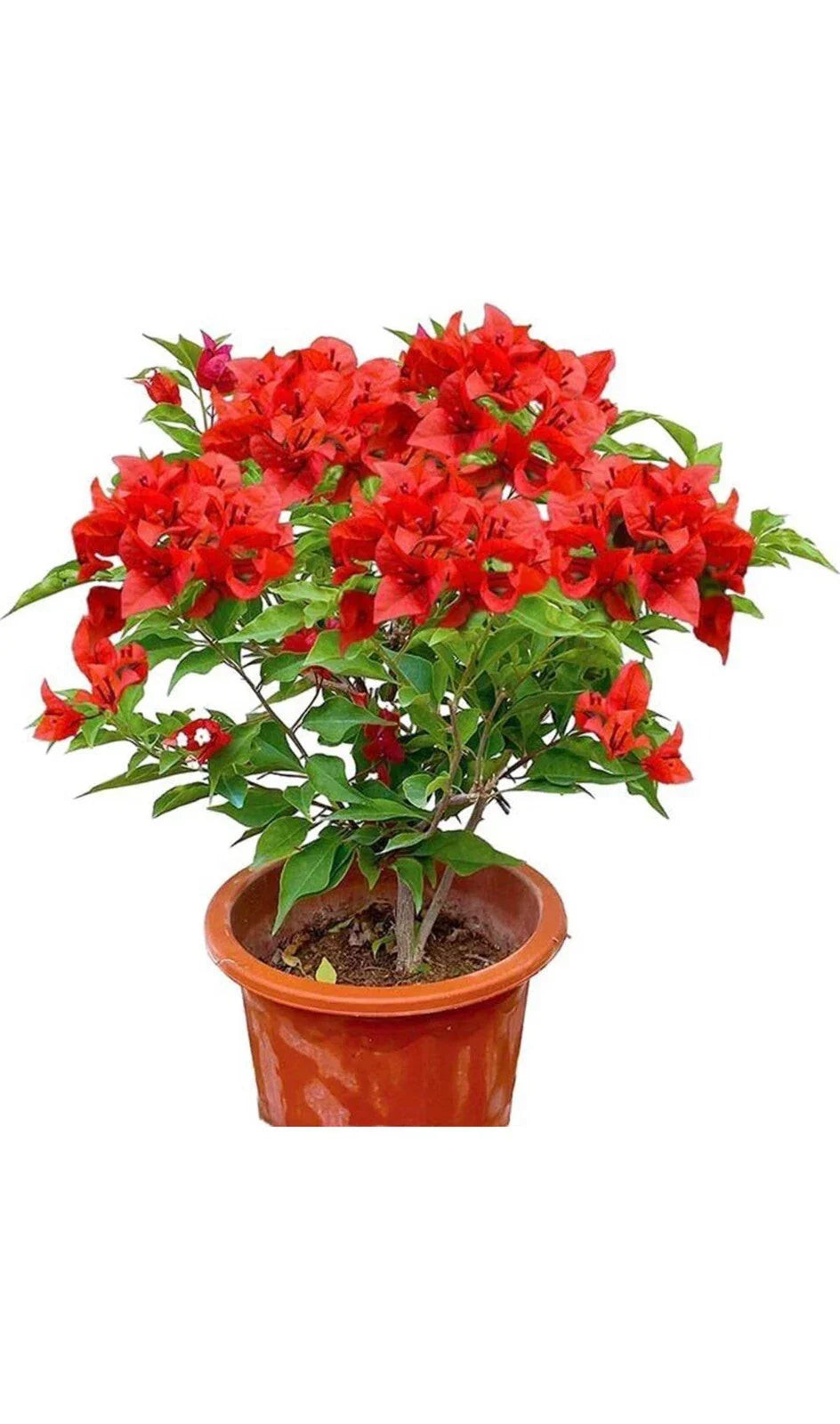 Jamaican Red Bougainvillea Starter Plant - Small Well-Rooted - Tropical Flowering Plant (Bougainvillea glabra)