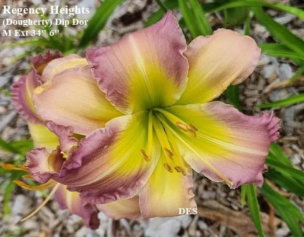 Daylily Live Plant - Regency Heights Variety - Hemerocallis spp. - Hardy Perennial for Borders and Pollinator Gardens