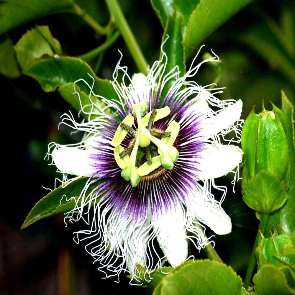 Purple Passion Fruit Flower Seeds - Granadilla Vine - Passiflora edulis - Tropical Gardening - Attracts Pollinators, Delicious Fruits