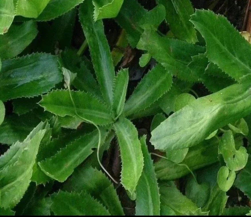 Culantro Seeds 200+ Premium Seeds Mexican Coriander Eryngium foetidum Non-GMO Heirloom for Culinary Use