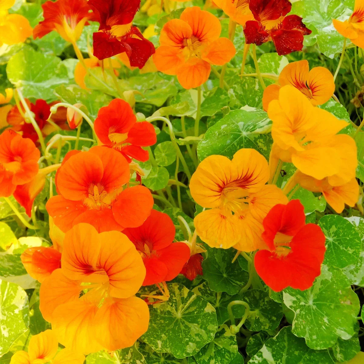 Alaska Nasturtium Seeds - Pack of 100 - Vibrant Colors, Edible Flowers - Tropaeolum majus - Non-GMO, Easy to Grow