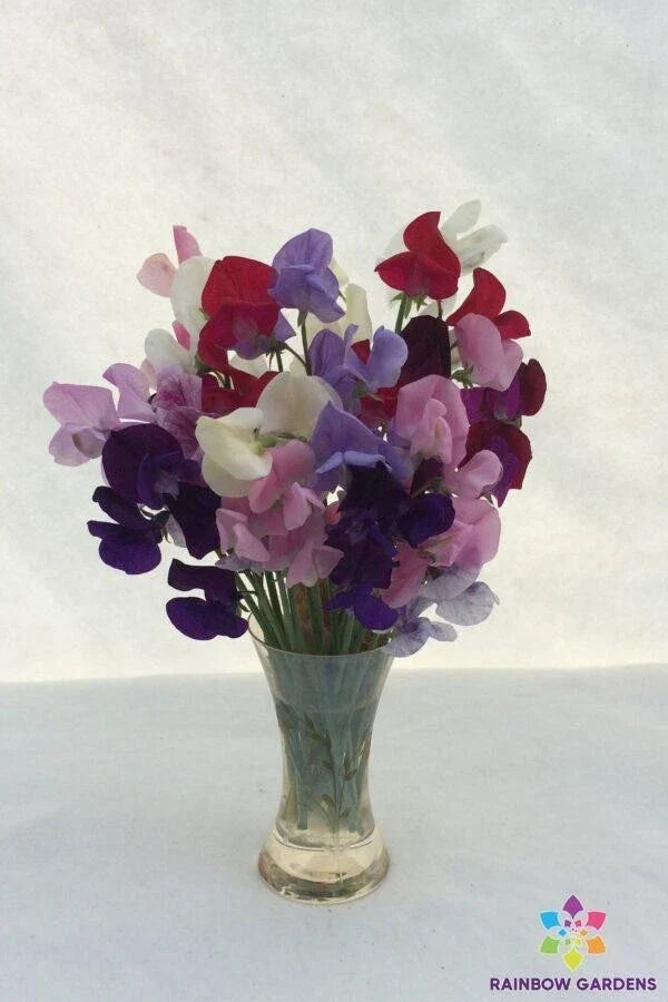 Sweet Pea Seeds Pack of 50+ - Old-Fashioned Mixture - Lathyrus odoratus - Non-GMO Heirloom Garden Seeds - USA